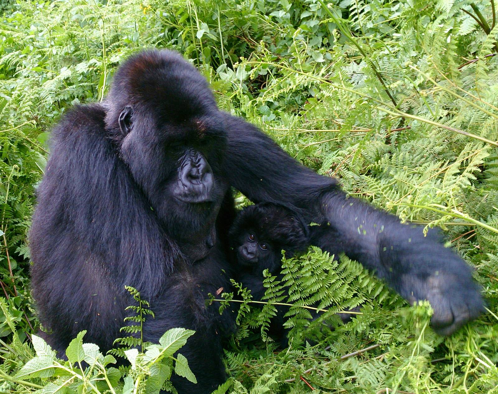 baby and mother mountain gorillas