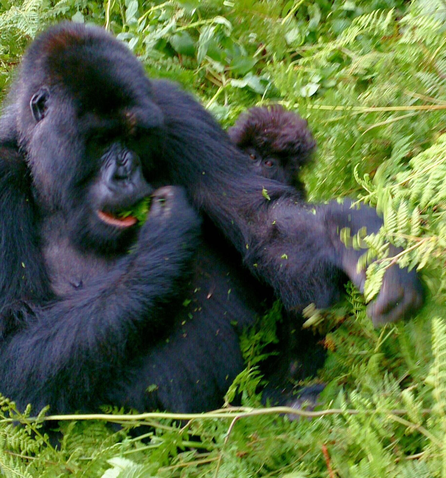 baby and mother mountain gorillas