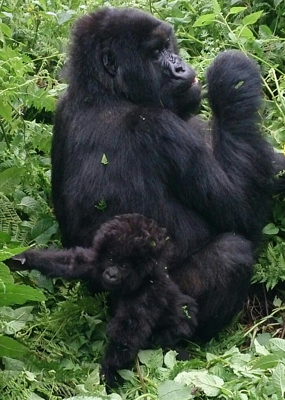 baby and mother mountain gorillas