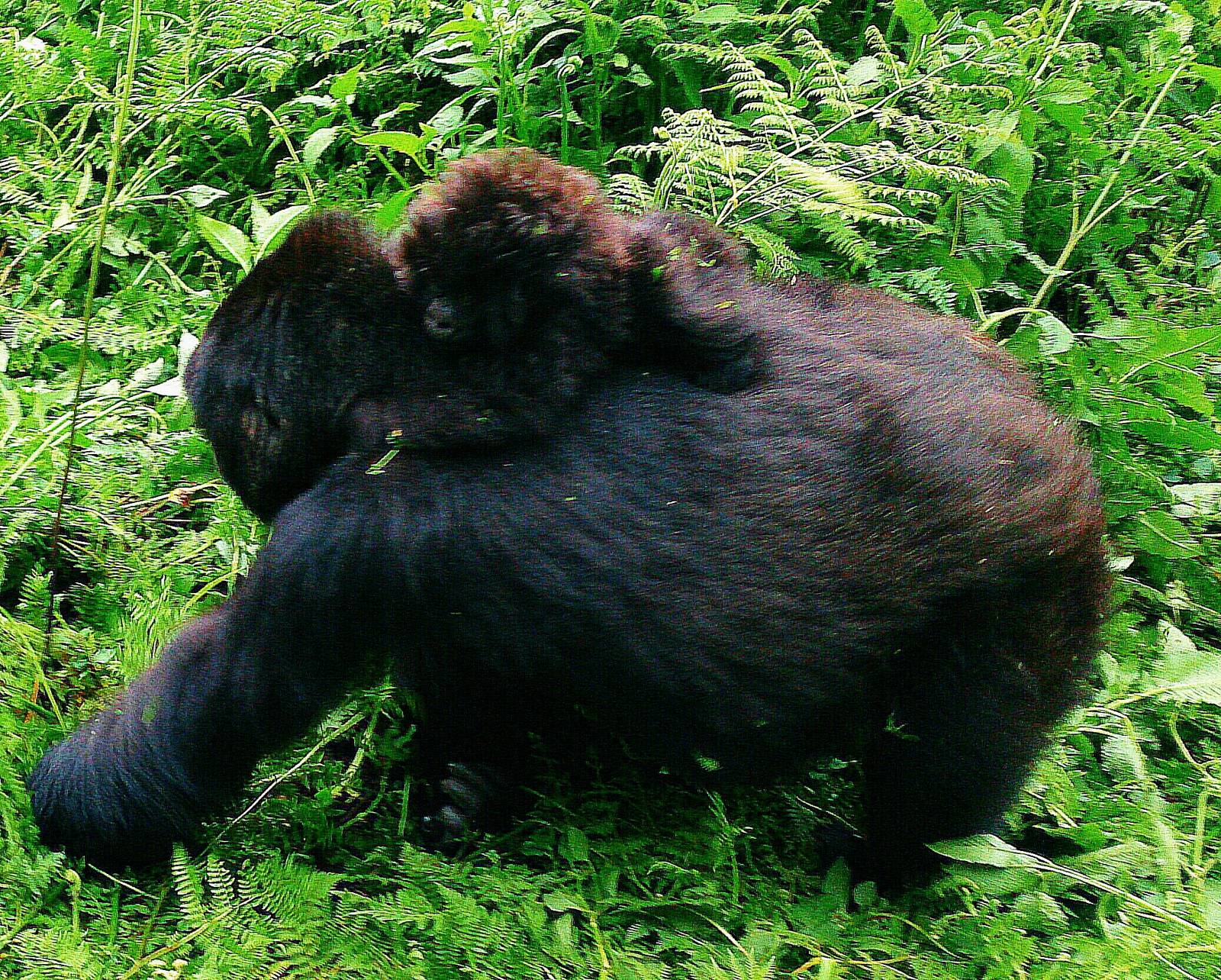 baby and mother mountain gorillas