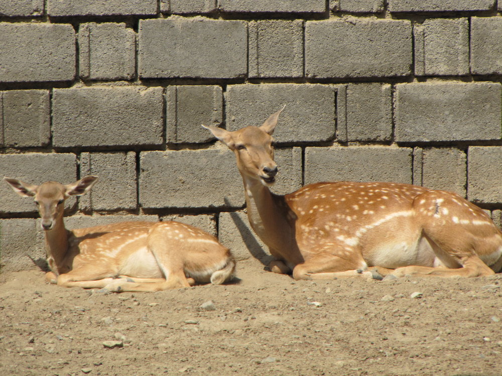 baby and mother persian fallow deer (tehran zoo)