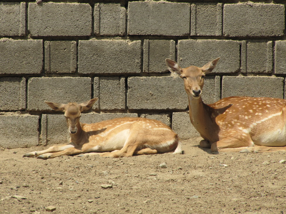 baby and mother persian fallow deer (tehran zoo)