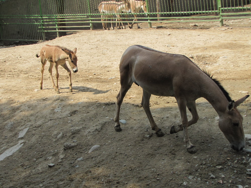 baby and mother persian onager (tehran zoo)
