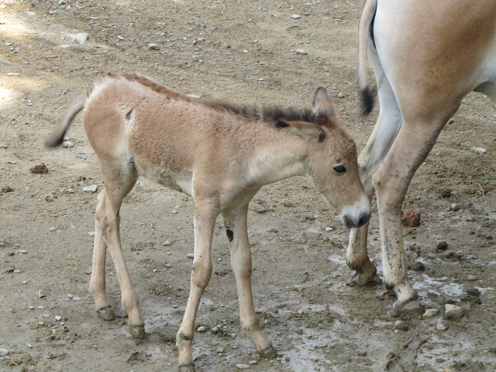 baby and mother persian onager (tehran zoo)