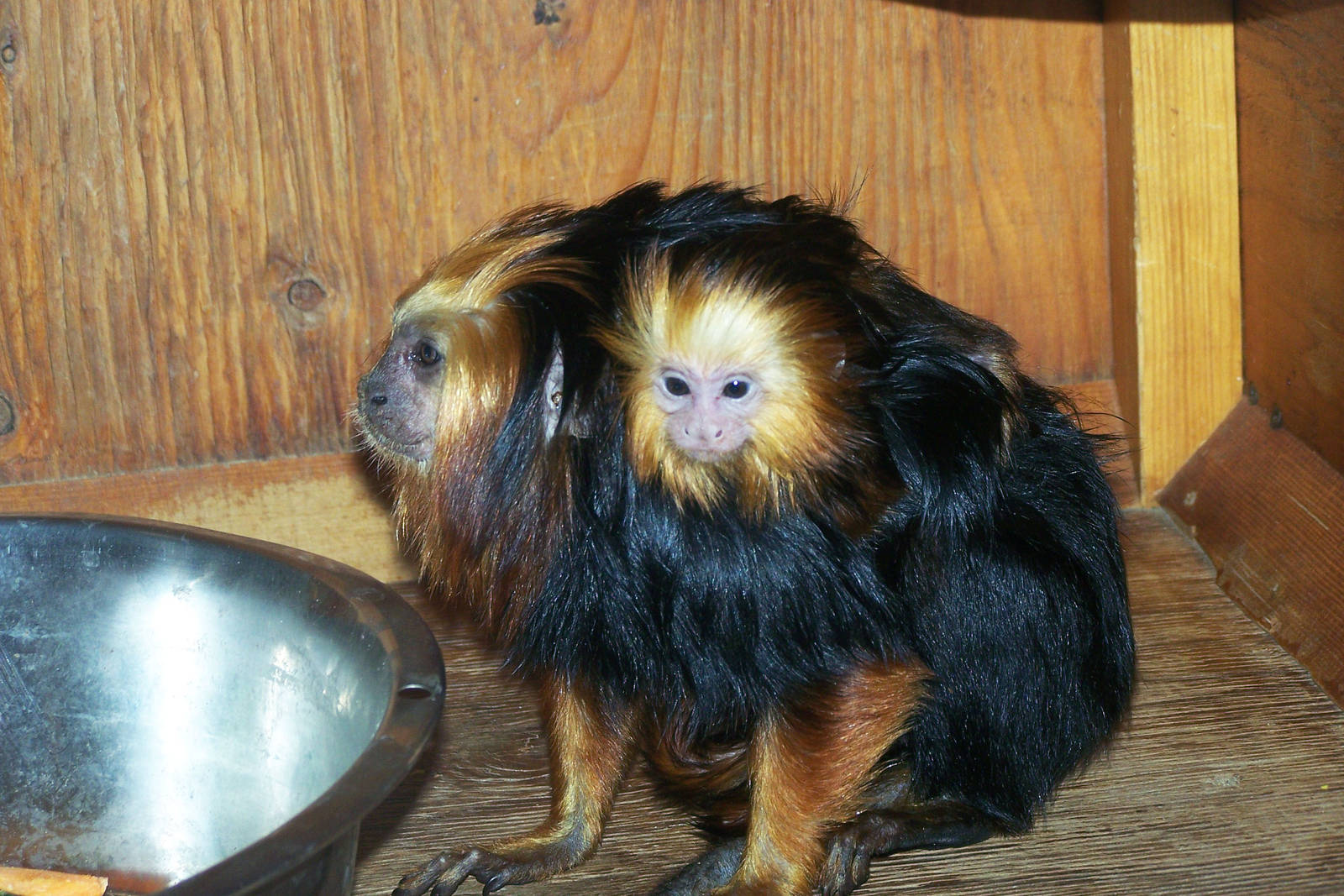 Baby and Parent - Golden Headed Lion Tamarin