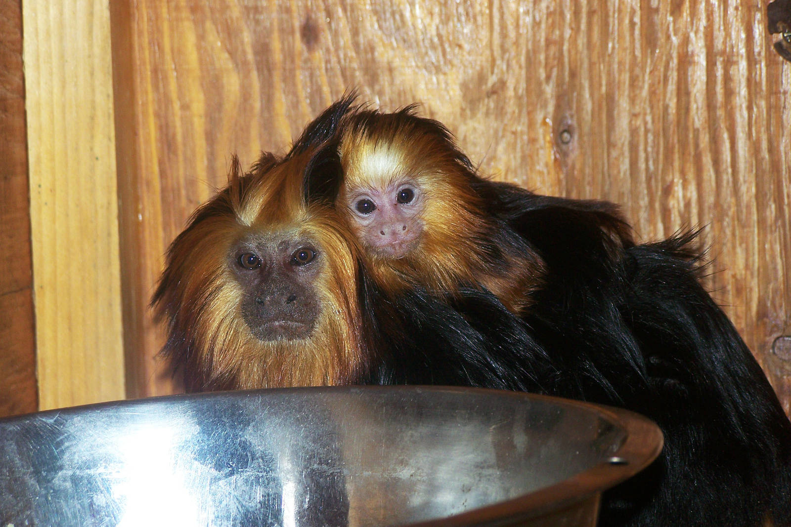 Baby and Parent - Golden Headed Lion Tamarin