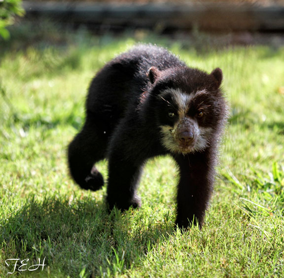 baby andean bear