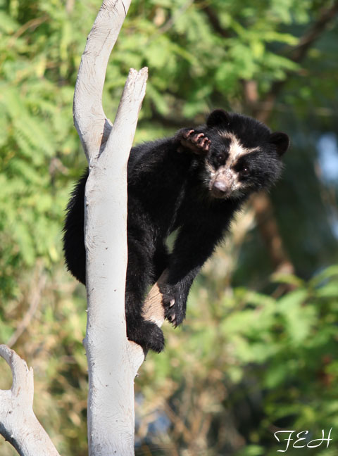 baby andean bear