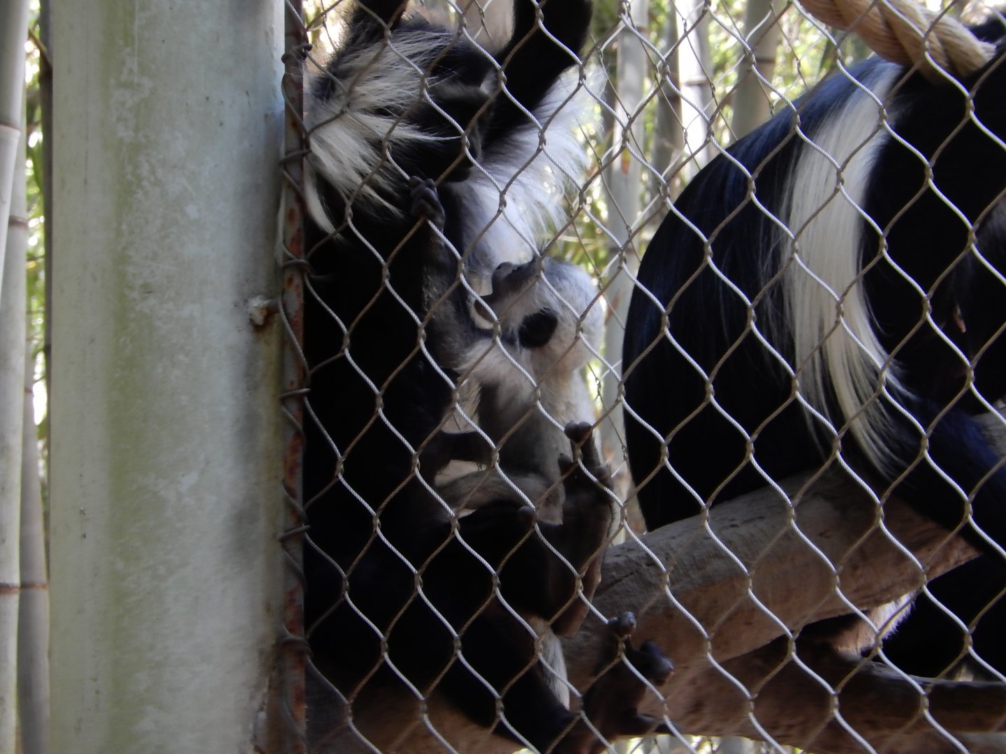 Baby Angolan Colobus Monkey