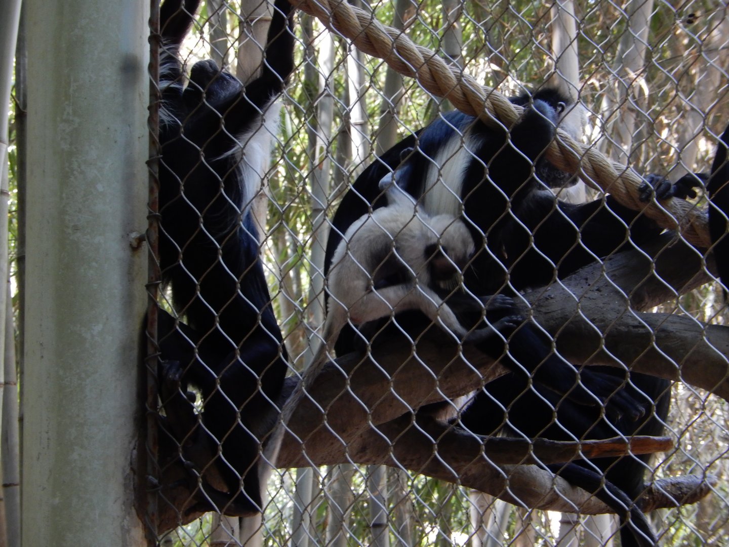 Baby Angolan Colobus Monkey