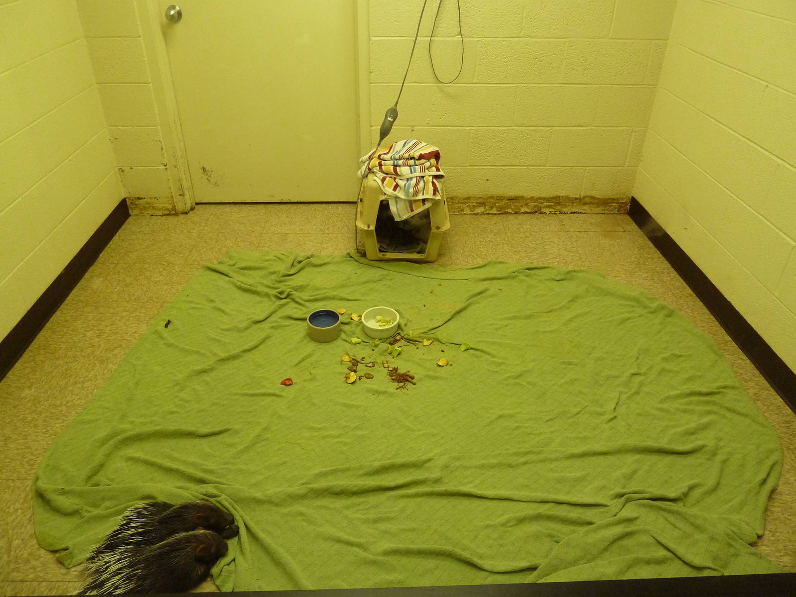 Baby Animal Nursery - African Crested Porcupines