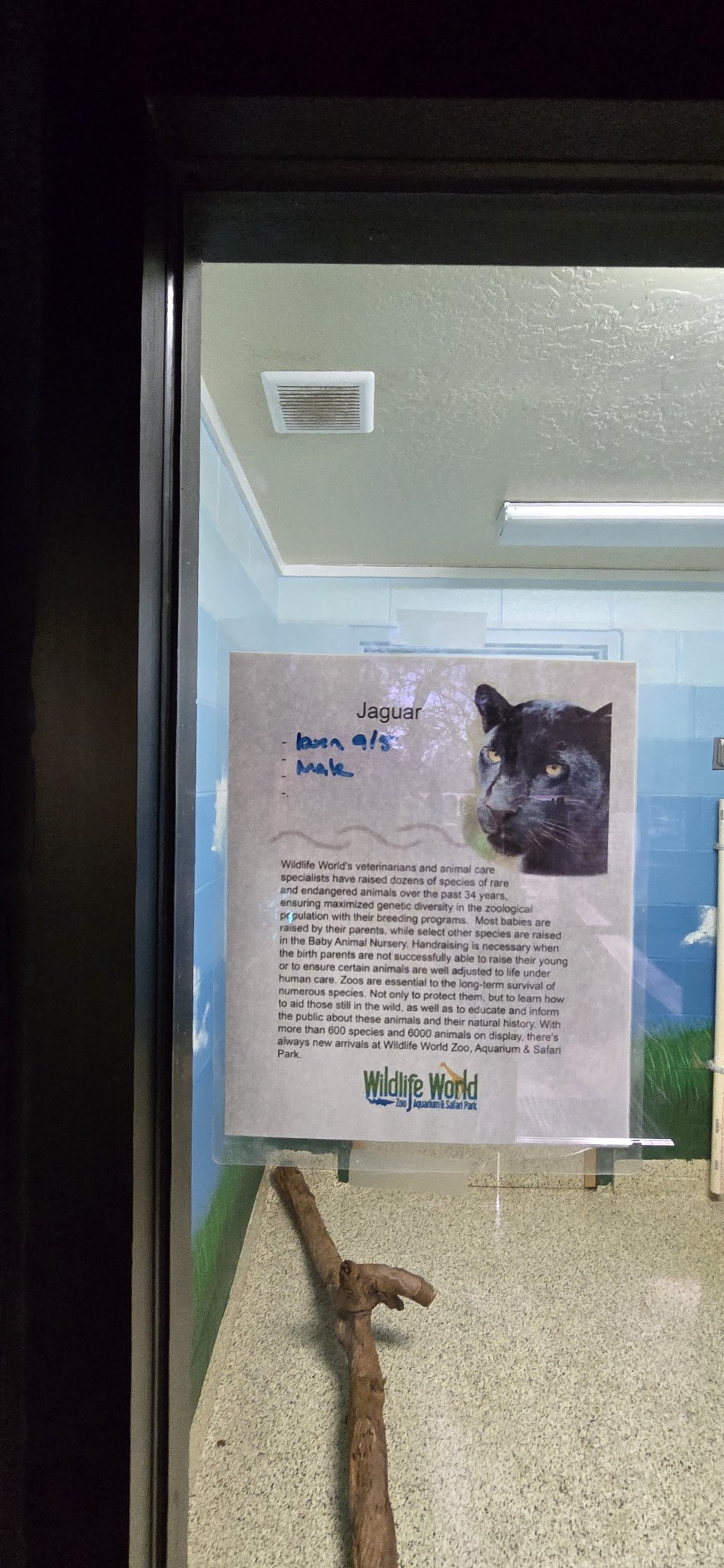 Baby animal nursery - jaguar