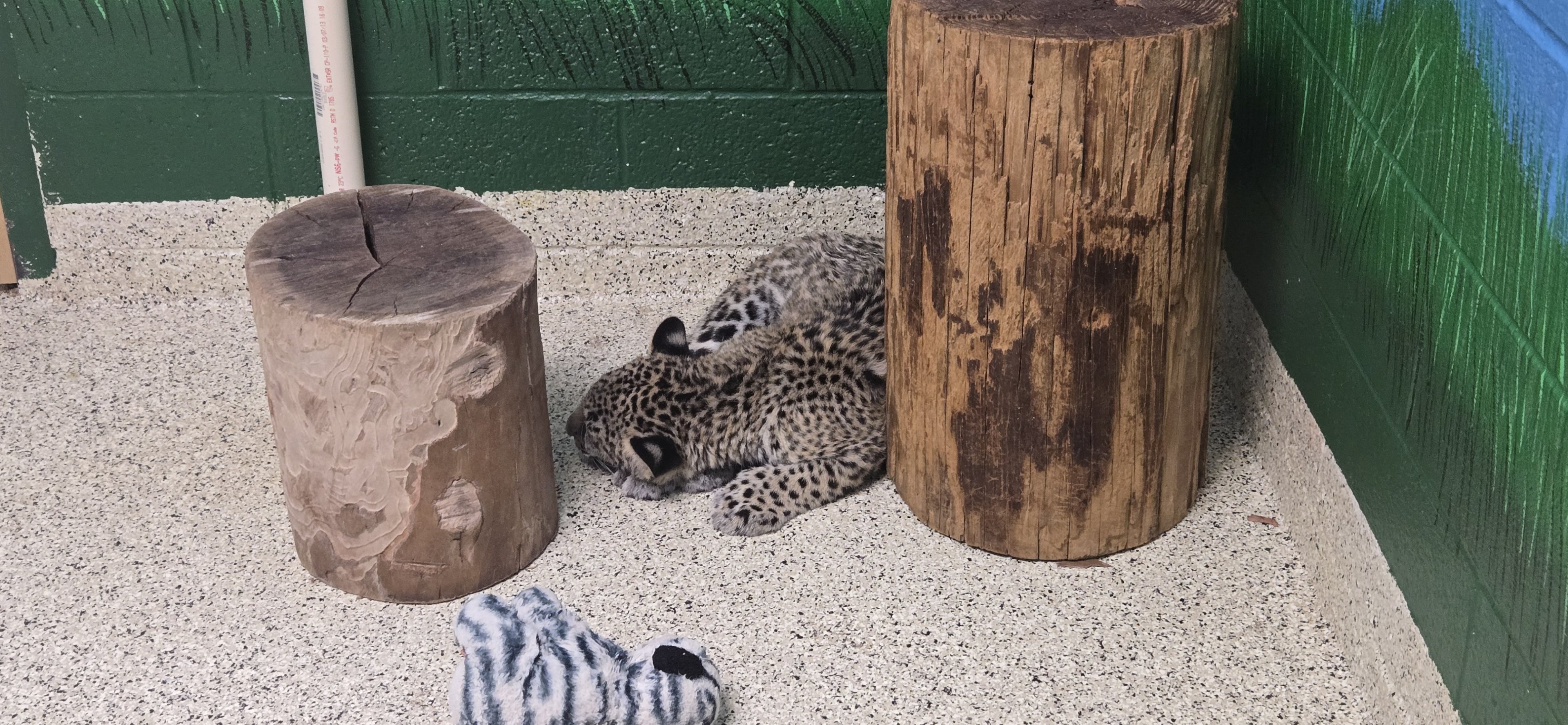 Baby animal nursery - jaguar