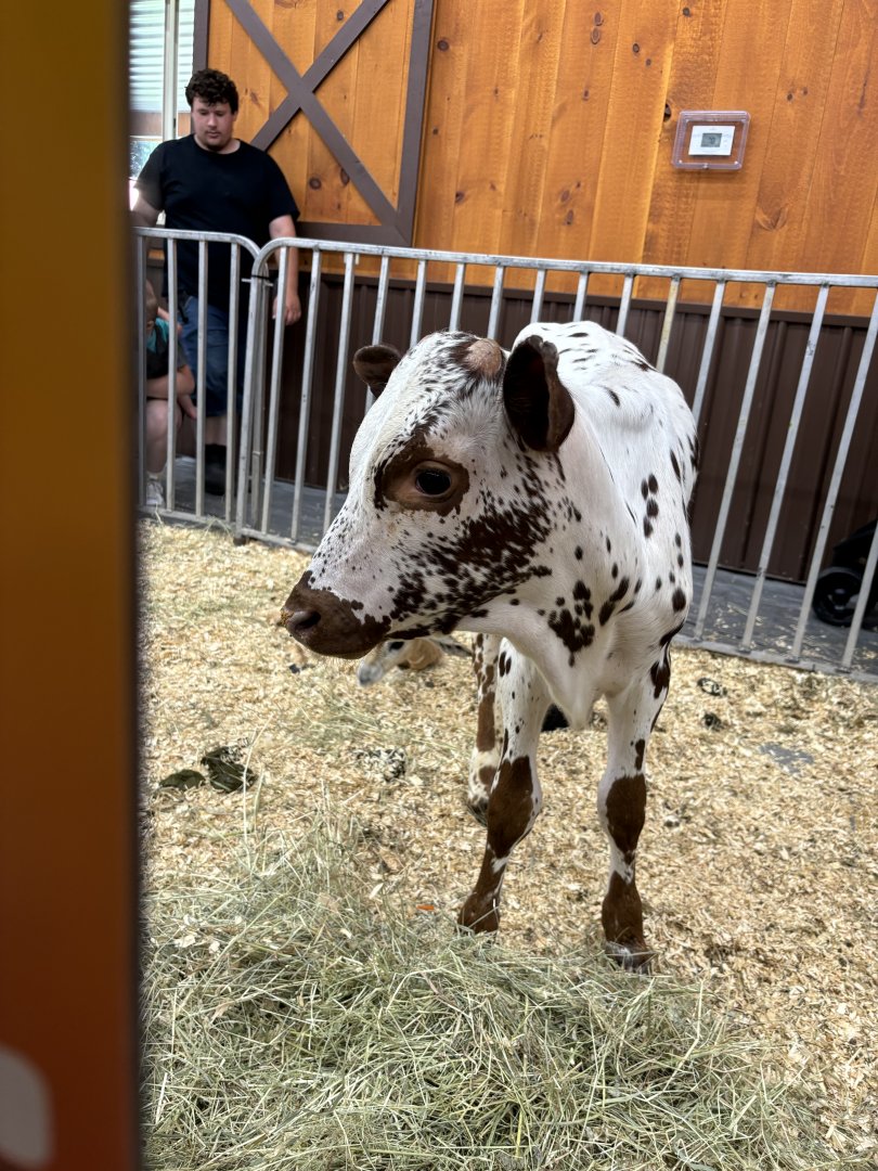 Baby Ankole-Watusi Cattle