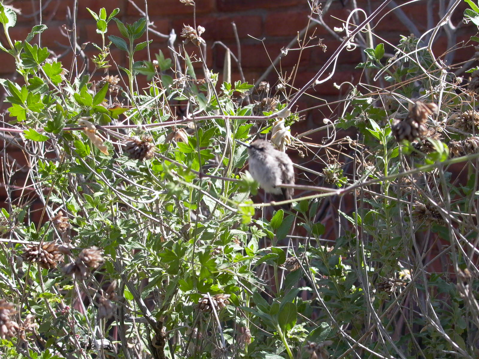 Baby Anna's Hummingbird