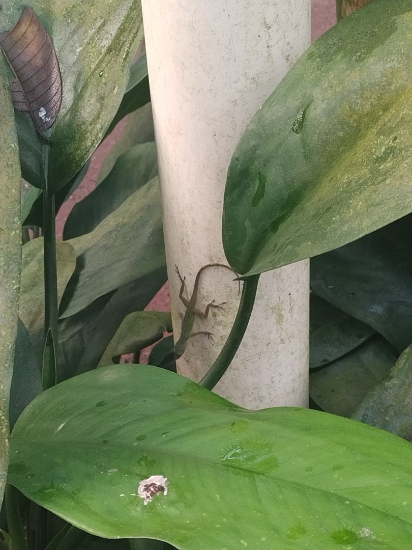 Baby anolis marmoratus in burgers bush