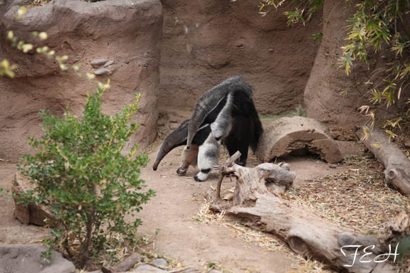 baby anteater riding on mom