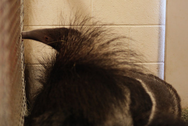 baby anteater with sleeping mom