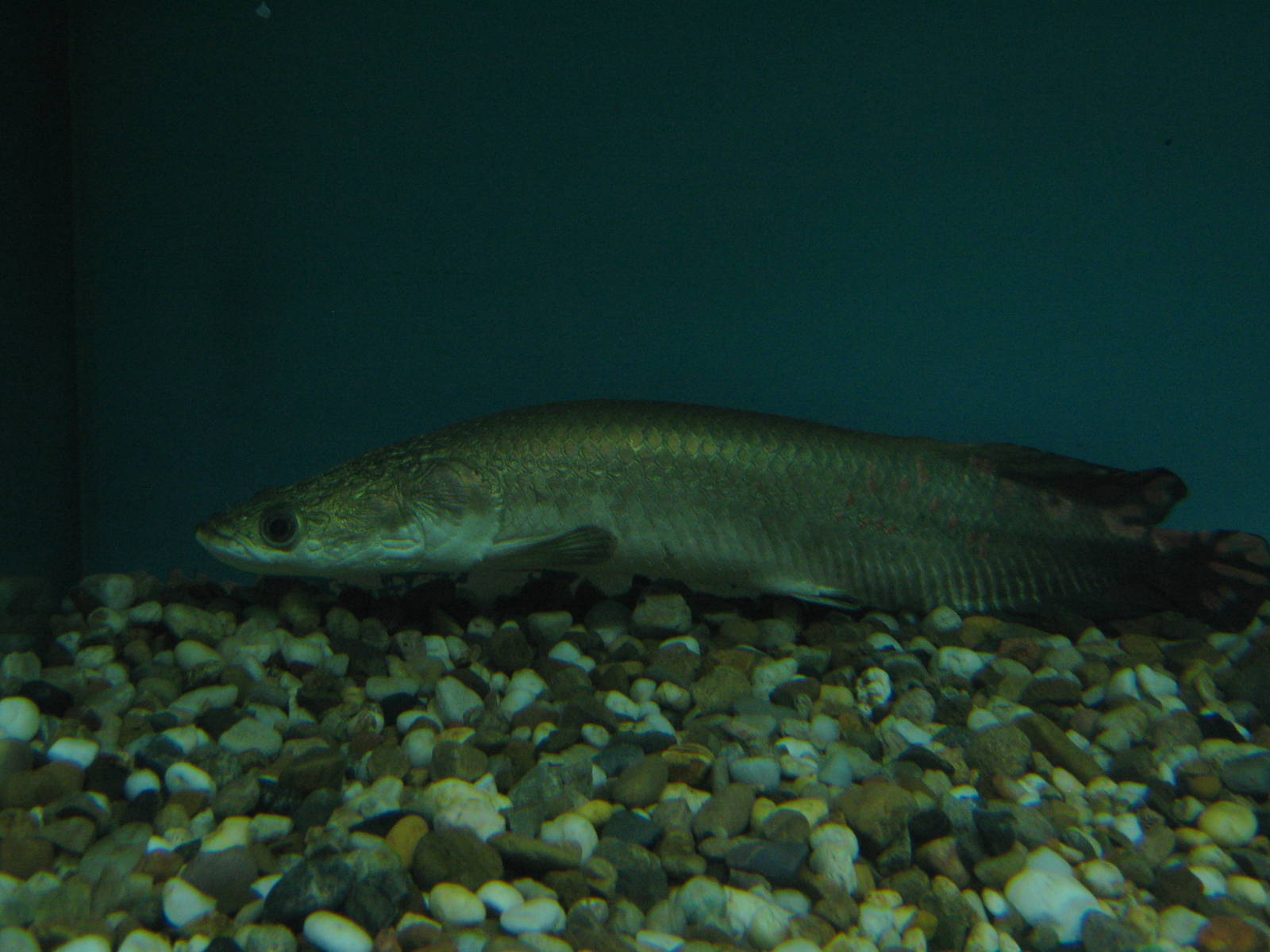 baby arapaima at the Kuching Aquarium
