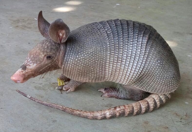 baby armadillo