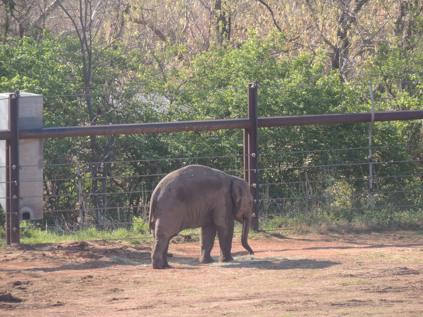 baby asian elepahant