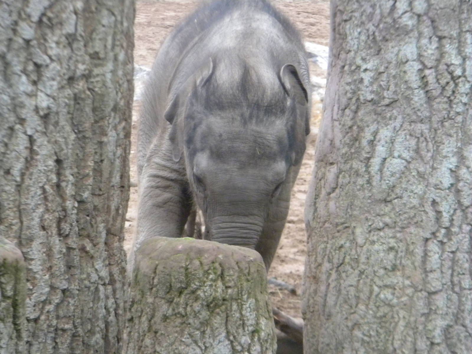 Baby Asian Elephant at Chester Zoo 19th February 2011