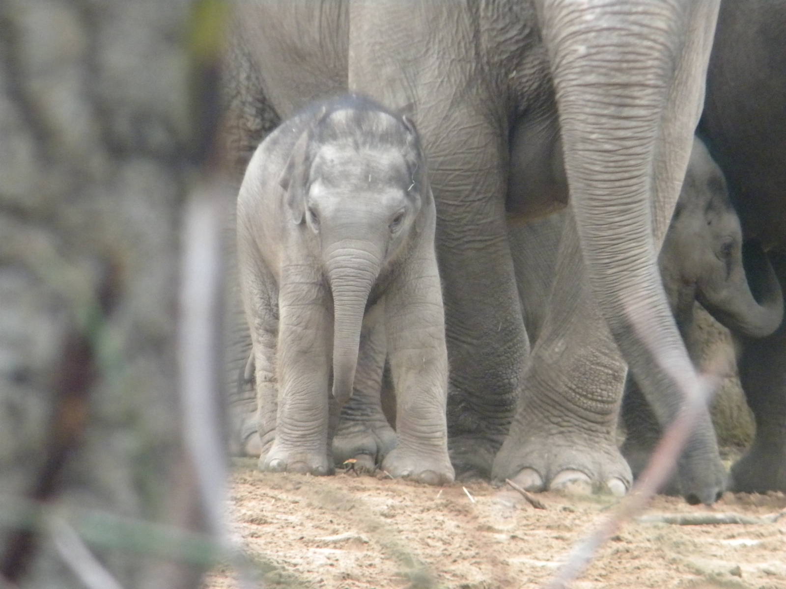 Baby Asian Elephant at Chester Zoo 19th February 2011