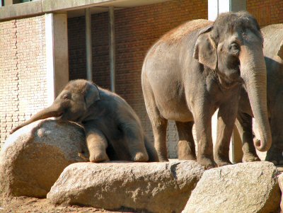 baby Asian elephant Berlin