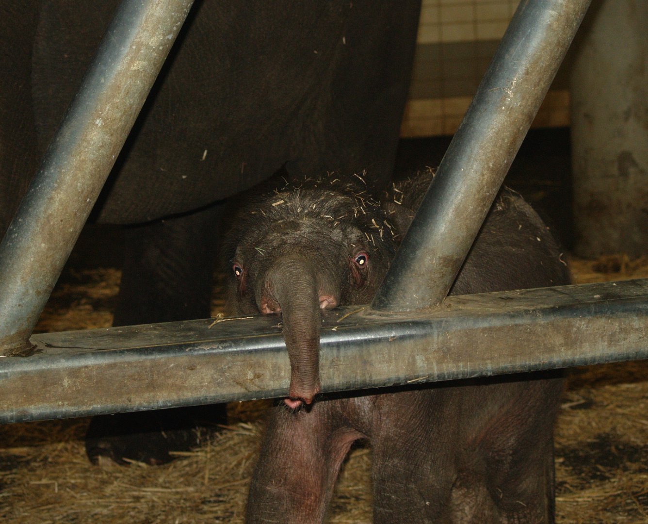 Baby Asian elephant (Elephas maximus), 2008-03-01