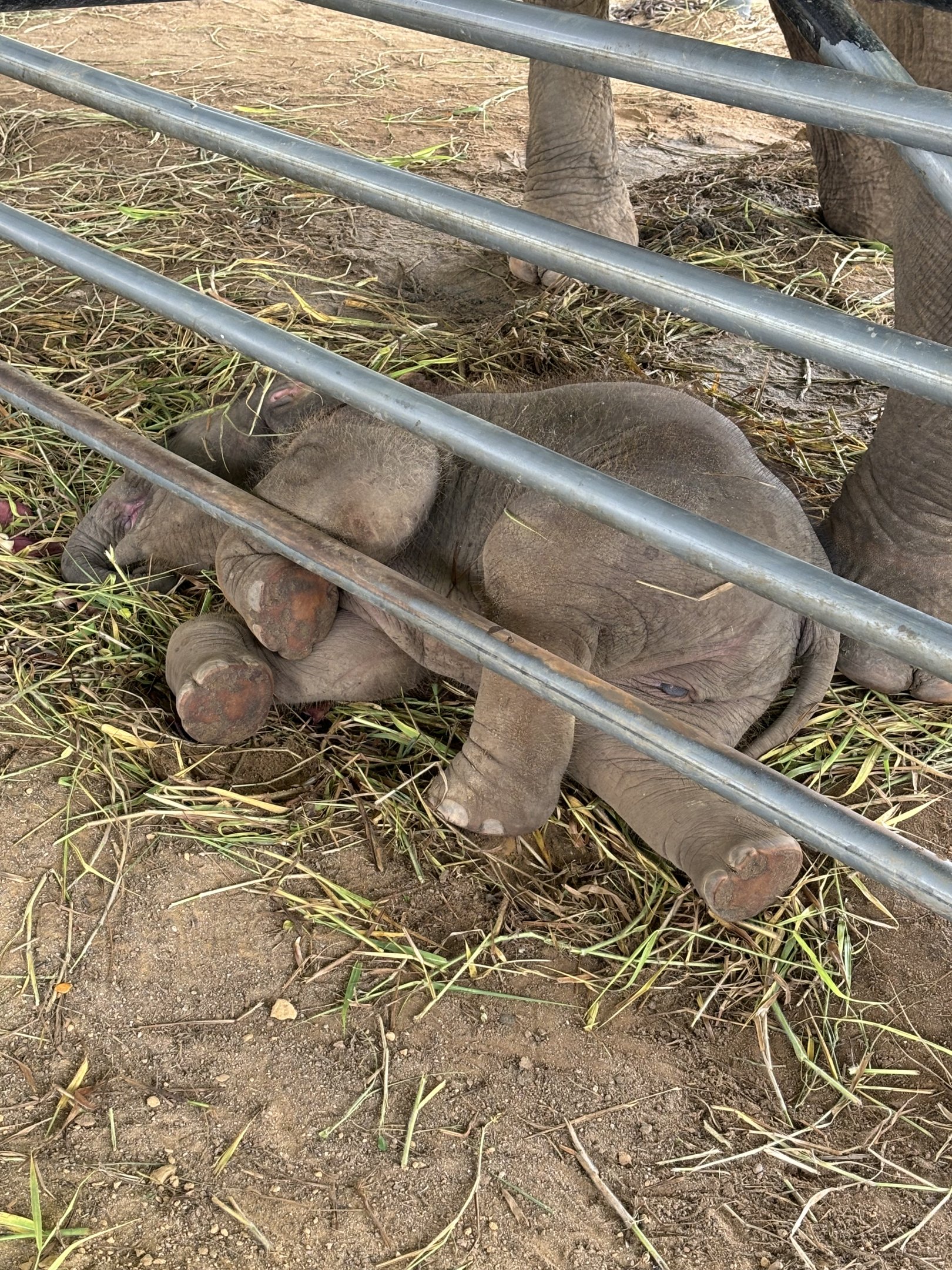 Baby Asian Elephant - Lion Park