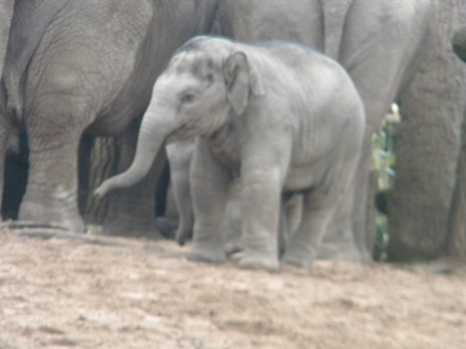 Baby Asian Elephant Nayan at Chester Zoo 19th february 2011