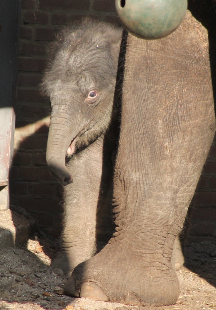 Baby Asian Elephant - One week Old