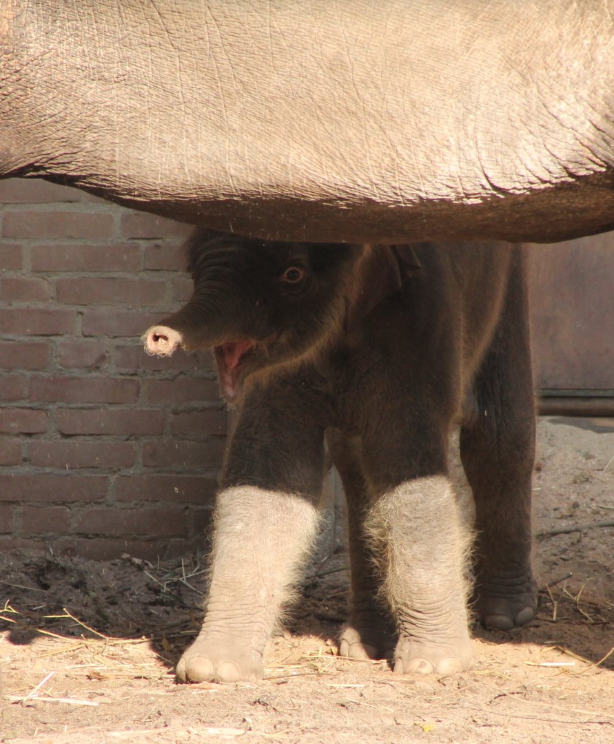 Baby Asian Elephant - One week Old