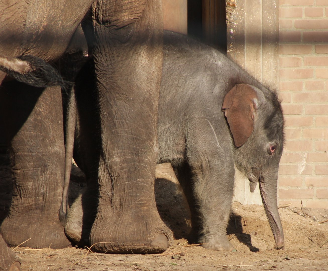 Baby Asian Elephant - One week Old