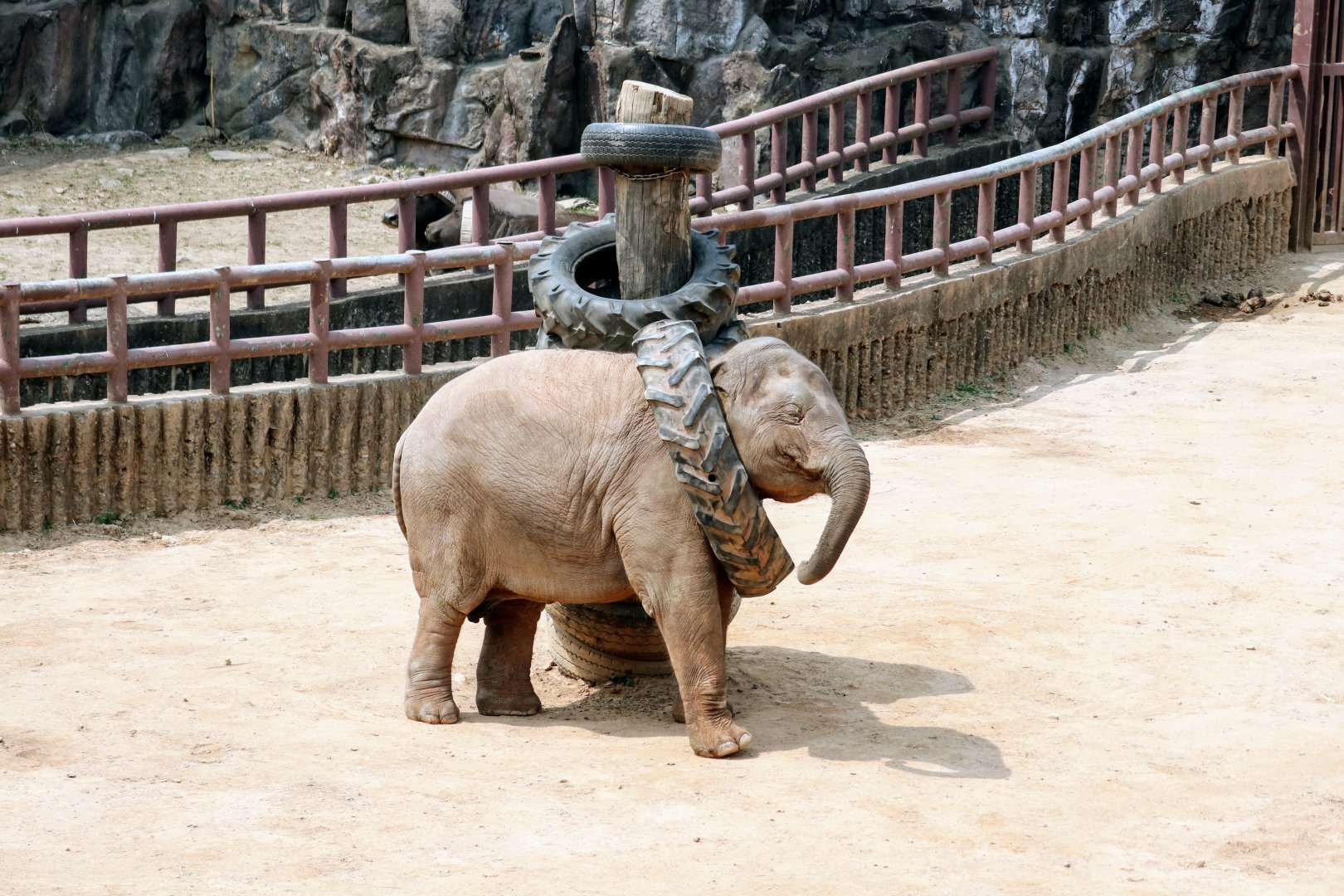 Baby Asian Elephant playing with tire