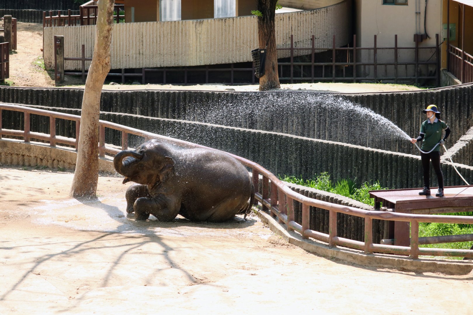 Baby Asian Elephant taking a bath