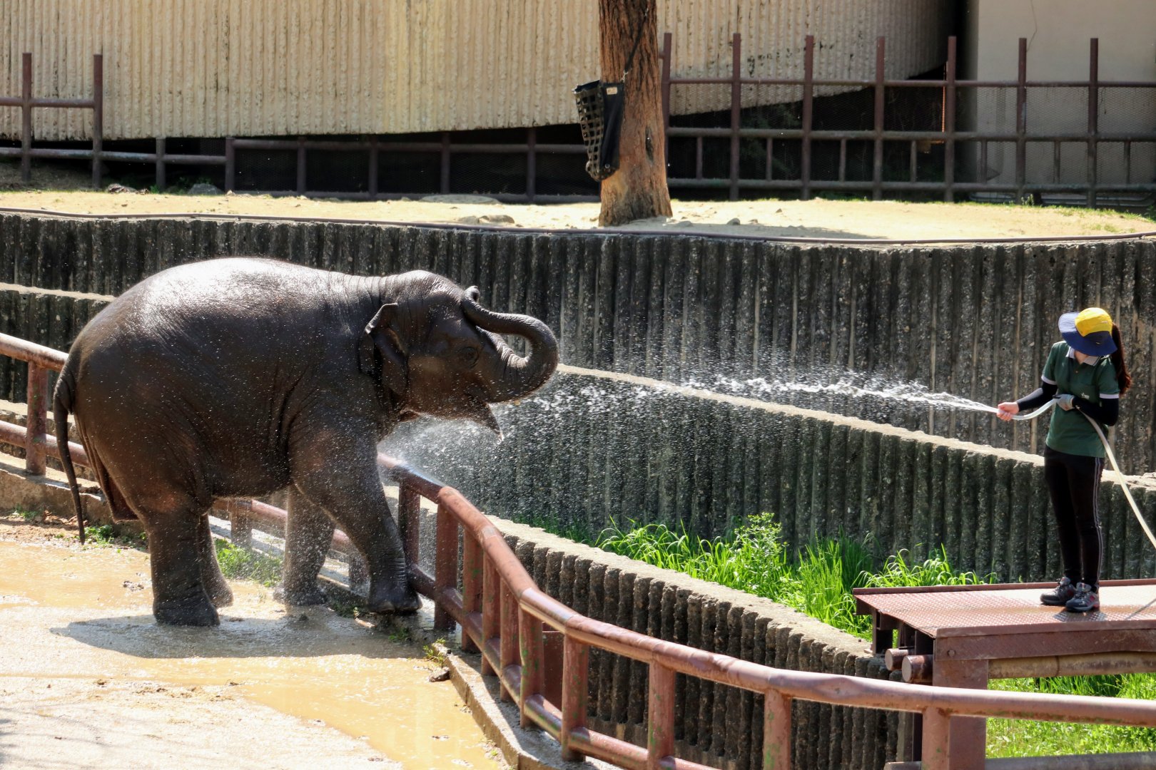 Baby Asian Elephant taking a bath