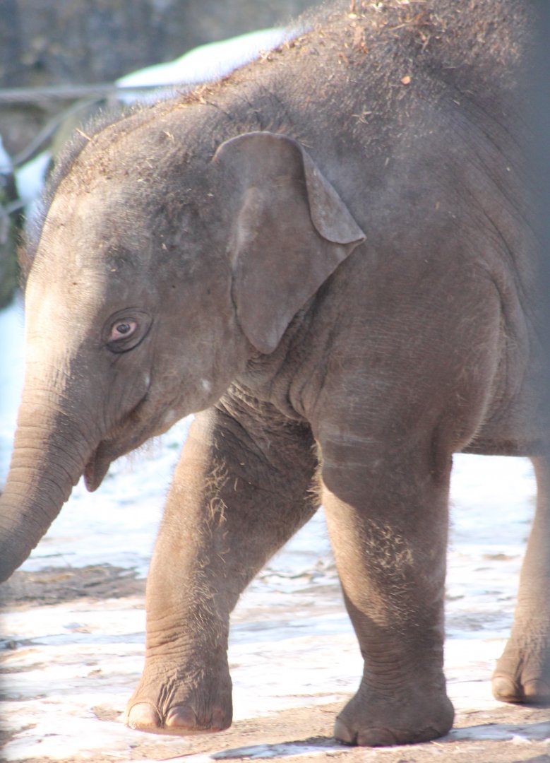 Baby Asian elephant