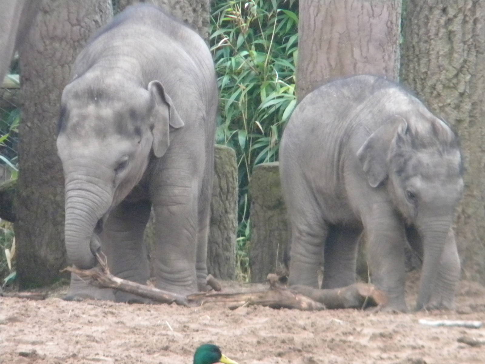 Baby Asian Elephants Nayan and Jamilah at Chester Zoo 19th February 2011