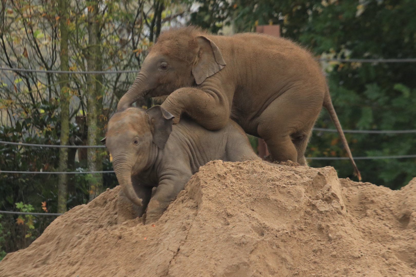 Baby asian elephants (November 2019)
