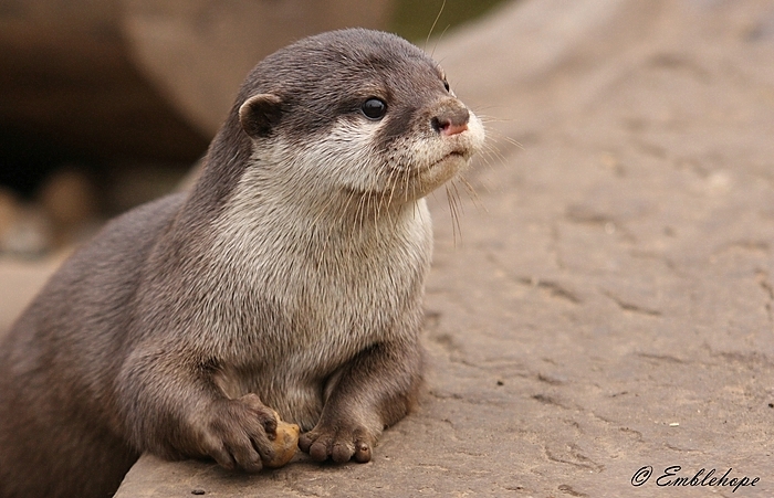 Baby Asian Short Clawed Otter.