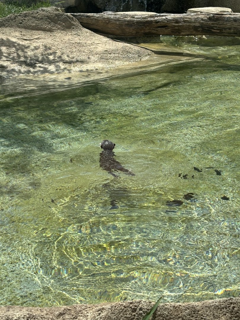 Baby Asian Small Clawed Otter