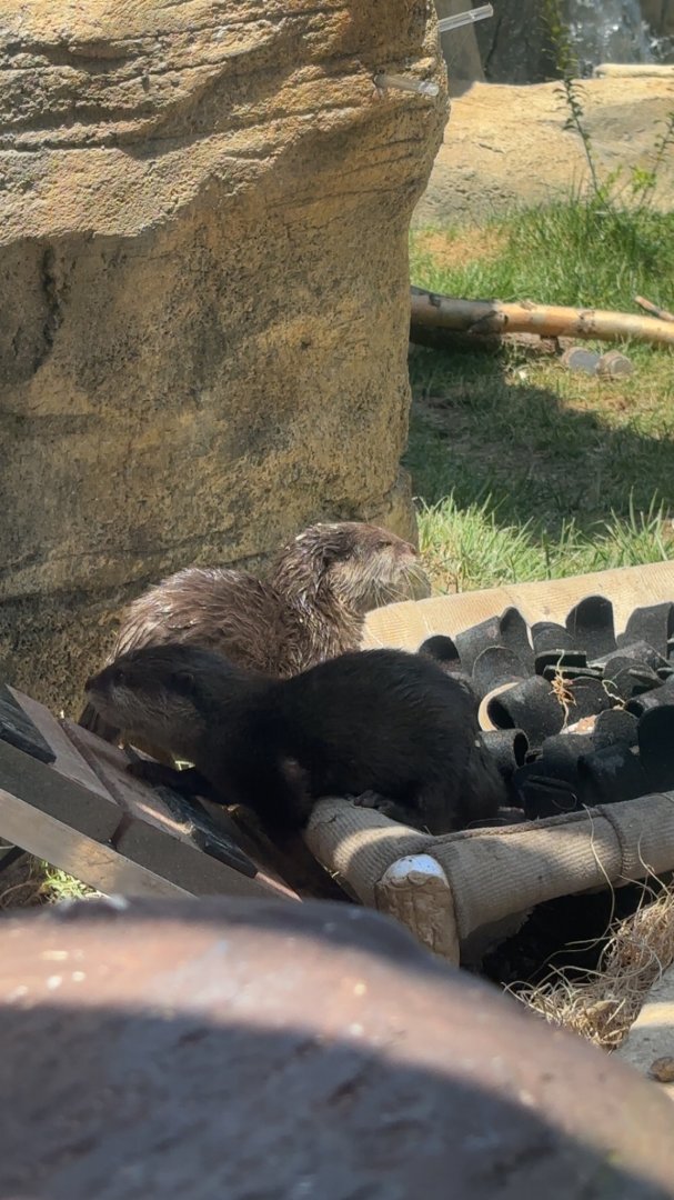 Baby Asian Small Clawed Otters