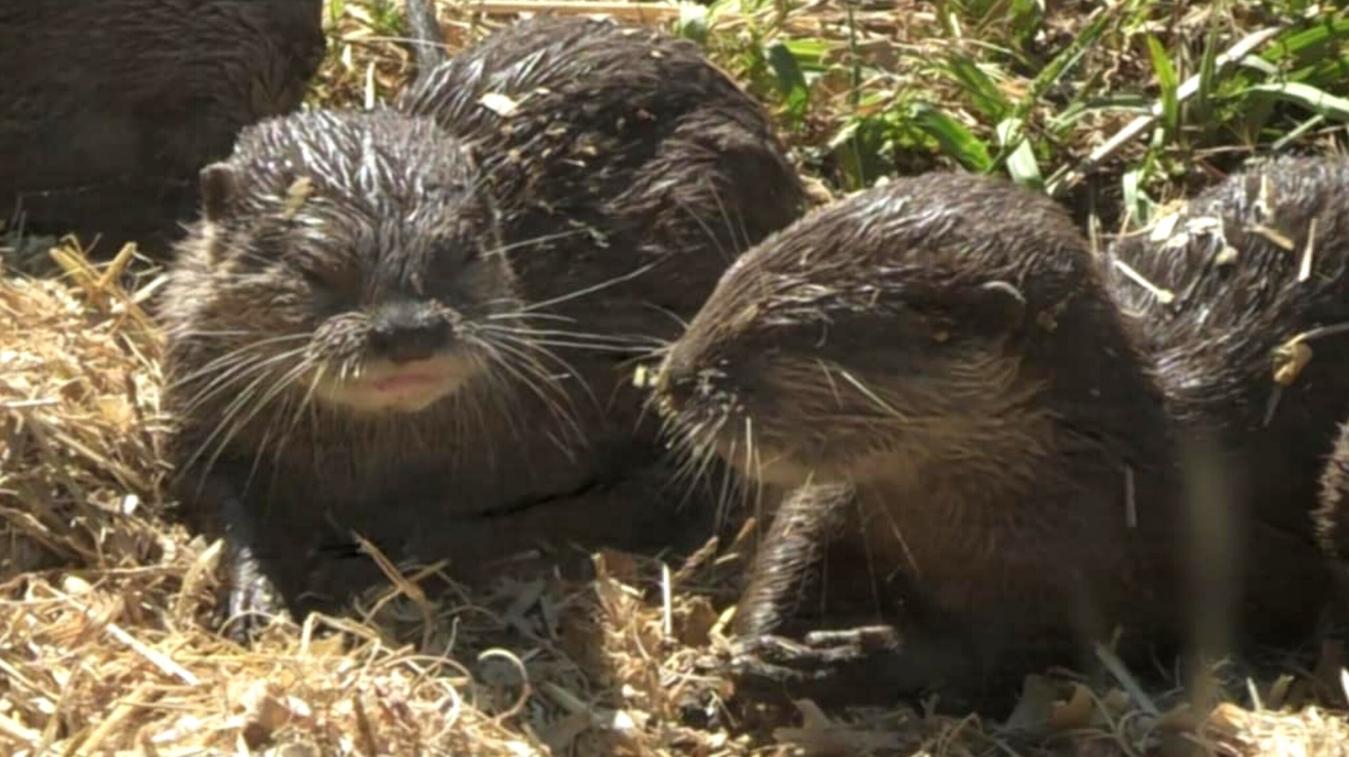 Baby Asian small clawed otters