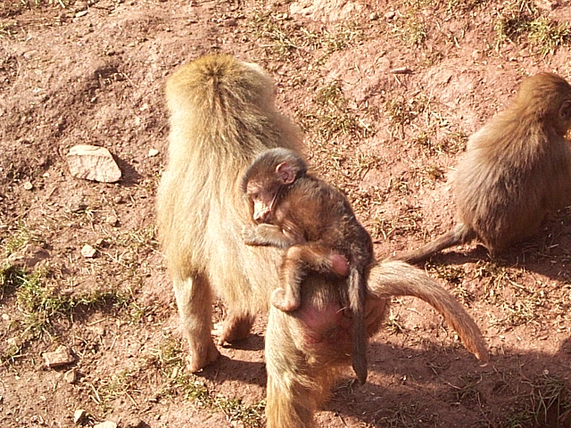 baby babboon