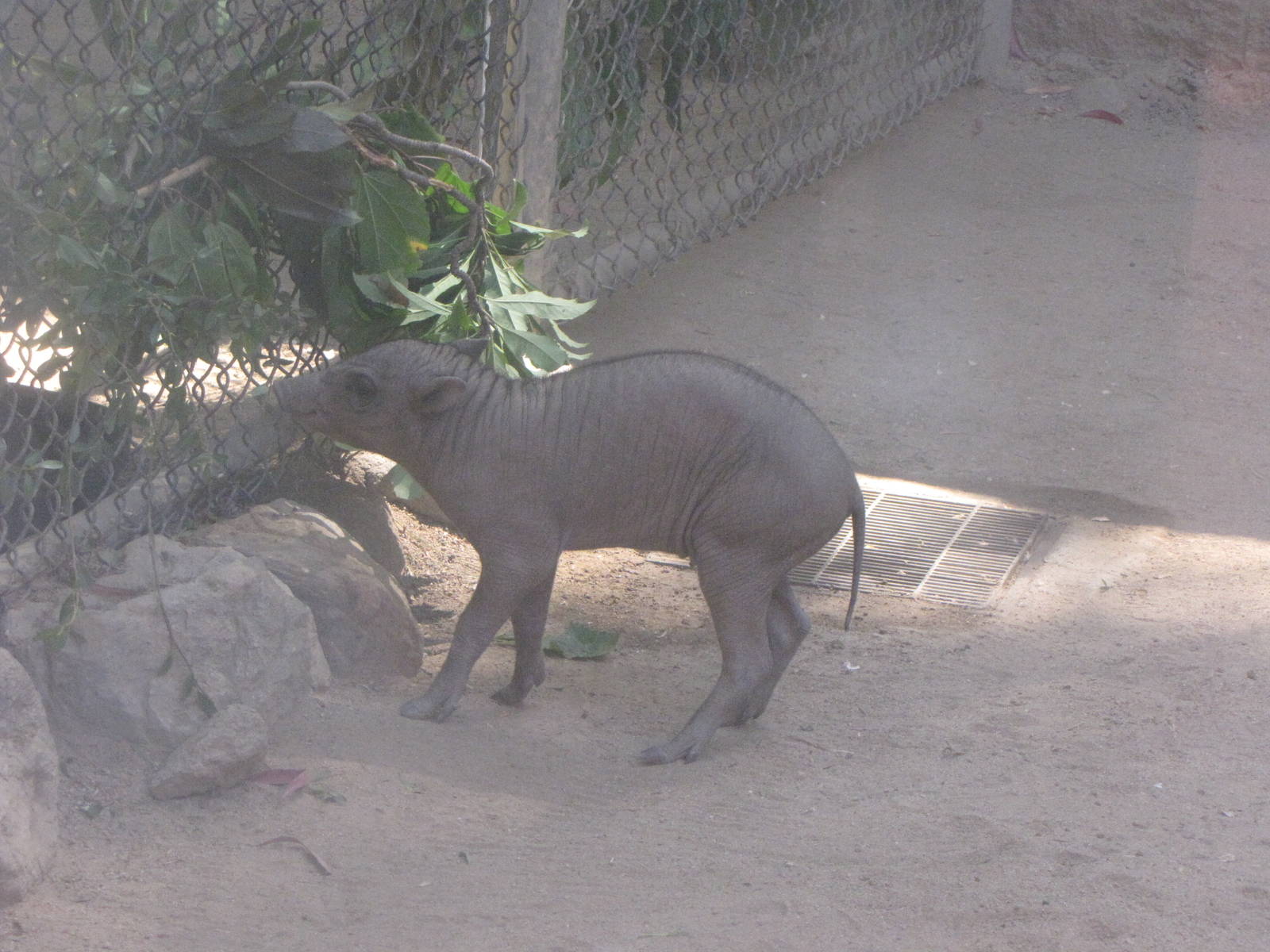 Baby Babirusa