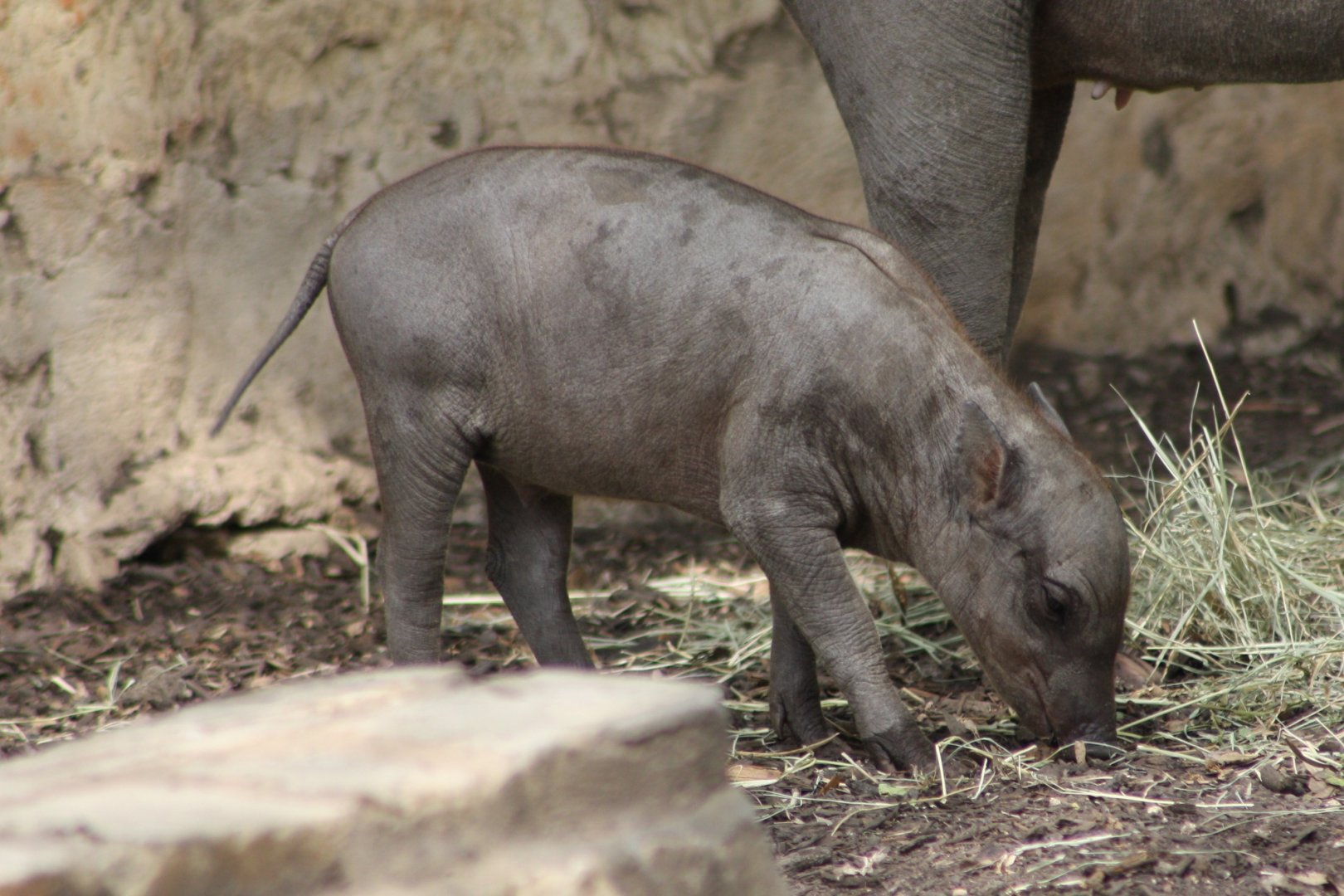Baby babirusa