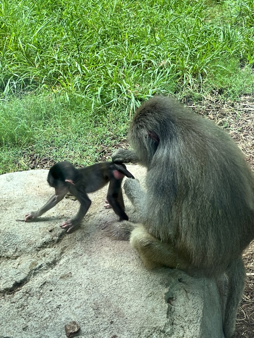 Baby Baboon and Mother