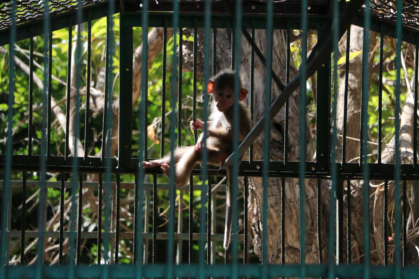 Baby baboon, February 2016