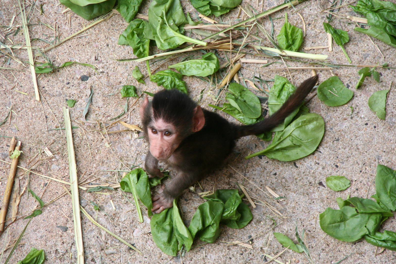 Baby baboon (Morph)